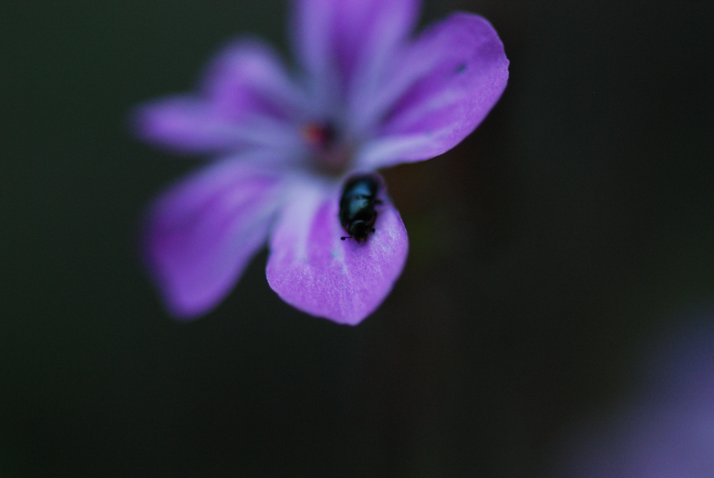 macro_016 .jpg